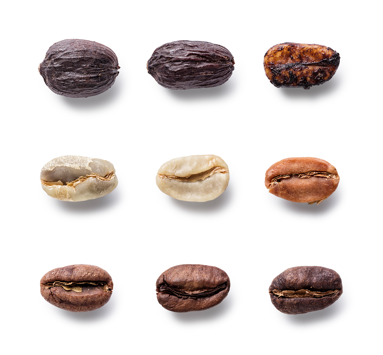 Coffee Bean evolution